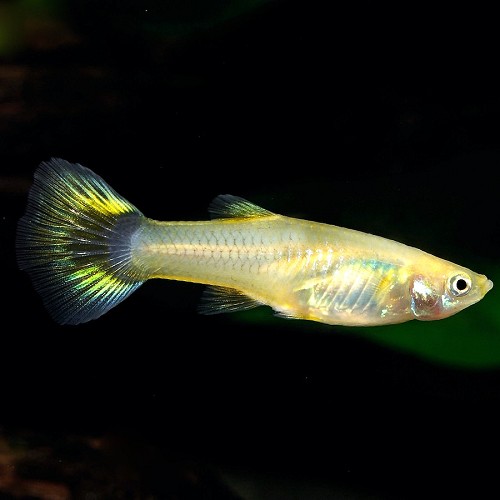 Poecilia ret.   Guppy vrouw mix M  #